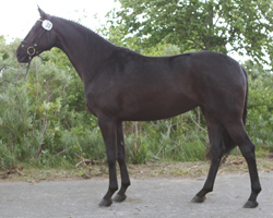 Die Siegerstute von Hirschburg: Sitara v. Swarovski / Rubinstern (Volkmar Krieg, Murchin). Fotos: Jutta Wego